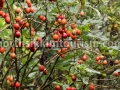Wild tomatoes at Dzongu