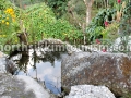 kabi-homestay-garden.jpg