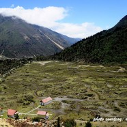 Chopta Valley